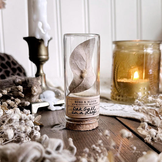 Petite Fuzzy Oak Gall on Dried Leaf in Glass Vial