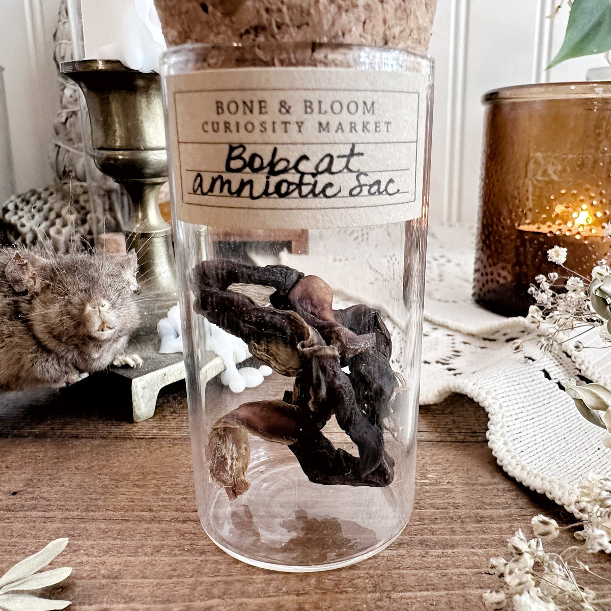 Real Mummified Bobcat Amniotic Sac in Glass Vial – No. 04