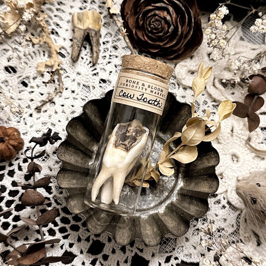 Real Rustic Cow Tooth in Glass Vial – No. 04