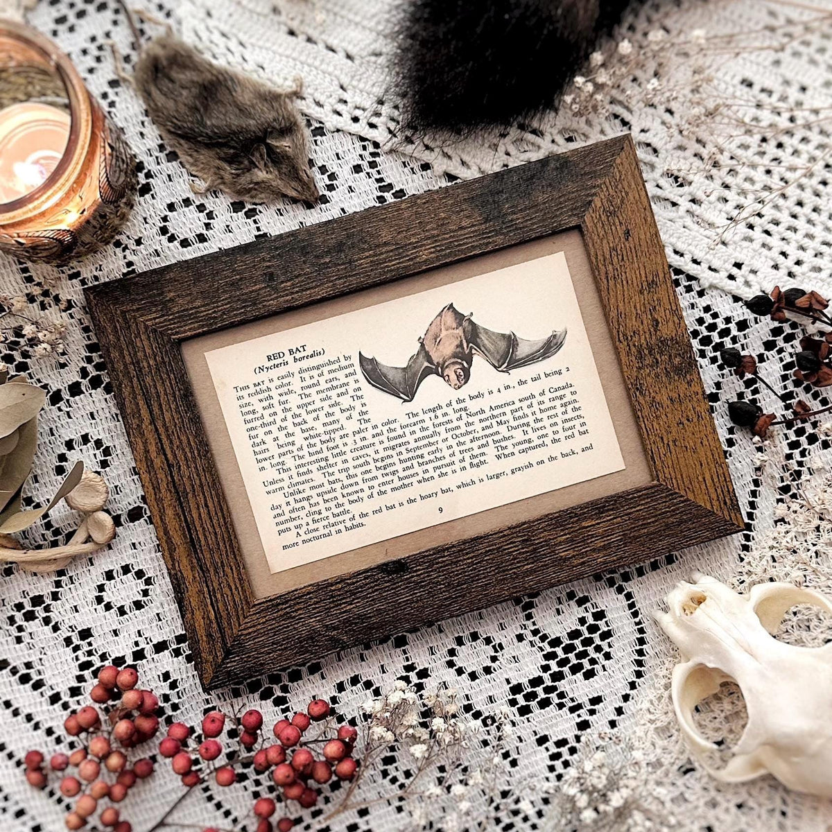 1938 The Red Bat – 4x6 Framed Vintage 1930's Animal Book Page