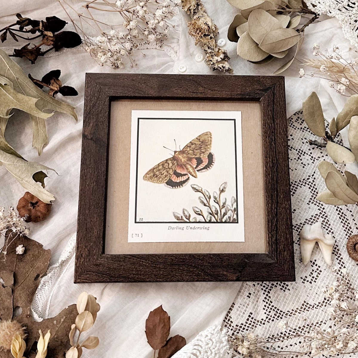 1934 The Darling Underwing Moth – 4x4 Framed Vintage 1930's Print