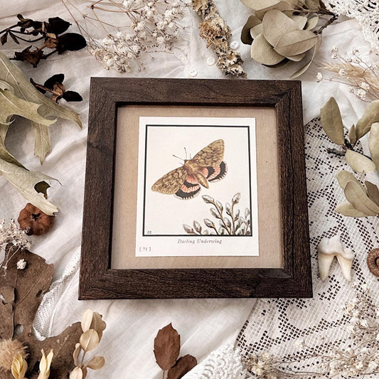 1934 The Darling Underwing Moth – 4x4 Framed Vintage 1930's Print