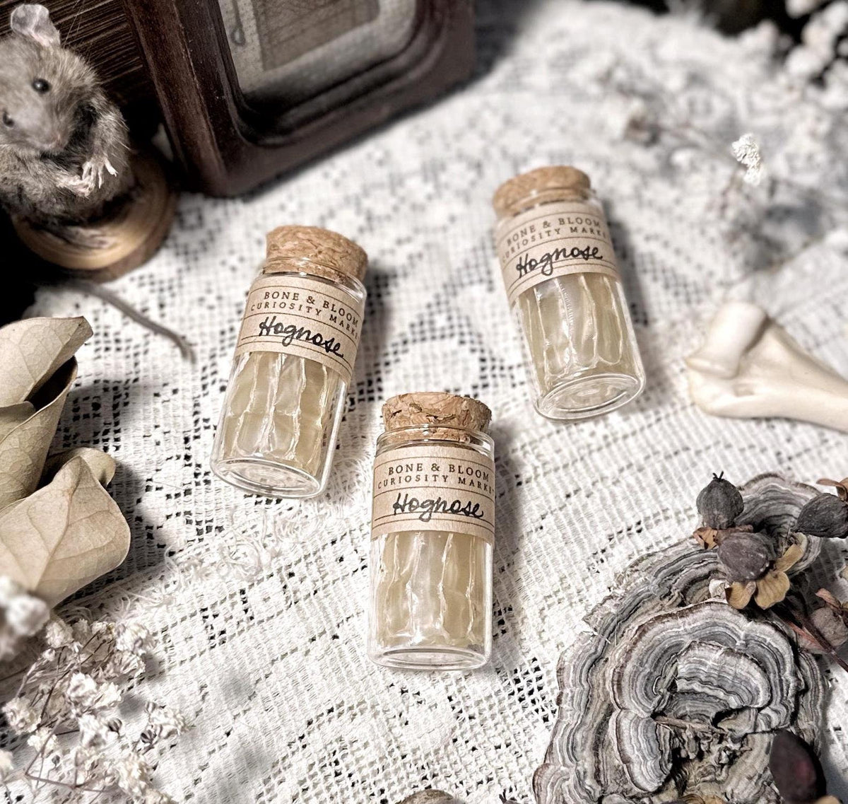 Real Hognose Snake Skin in Glass Vial – No. 02