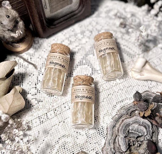 Real Hognose Snake Skin in Glass Vial – No. 02