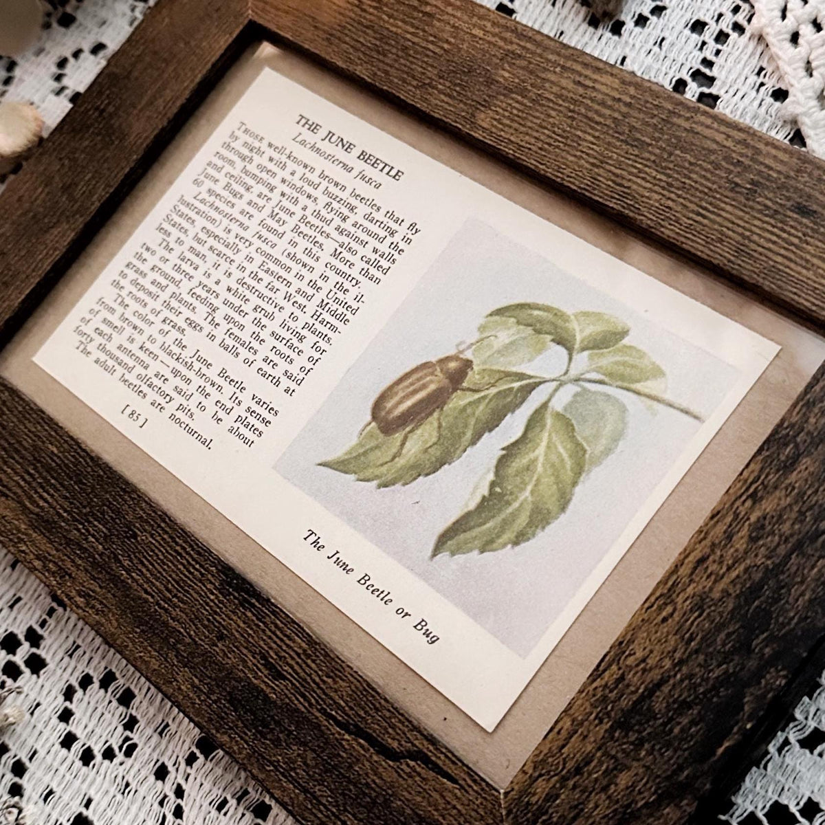 1937 The June Beetle – 4x6 Framed Vintage 1930's Book Page