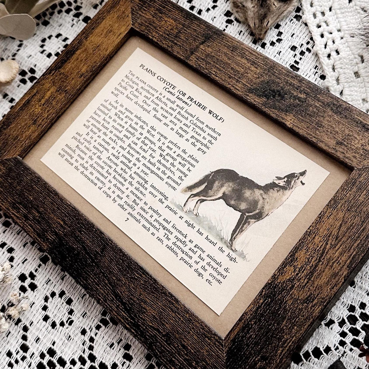 1938 The Plains Coyote – 4x6 Framed Vintage 1930's Book Page