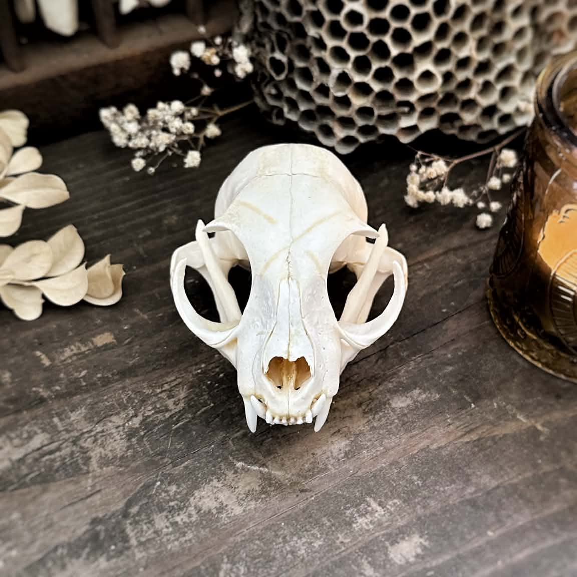 Real Cat Skull – Celestine