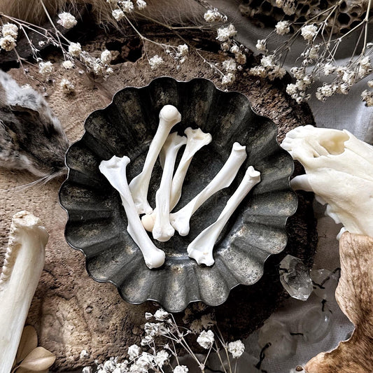 One Real Squirrel Humerus Bone