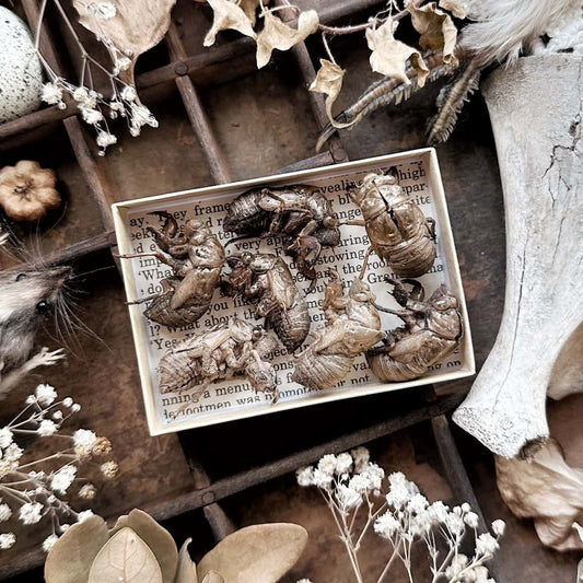 Collection of 7 Imperfect Cicada Molts in Mini Kraft Box