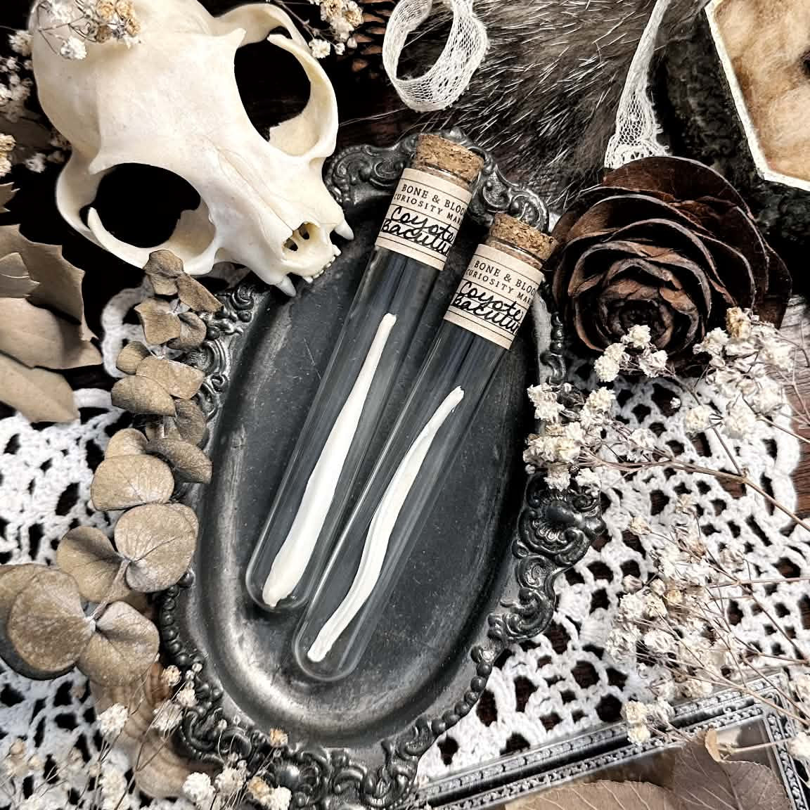 One Real Coyote Baculum Bone in Glass Vial – No. 01 (Penis Bone)