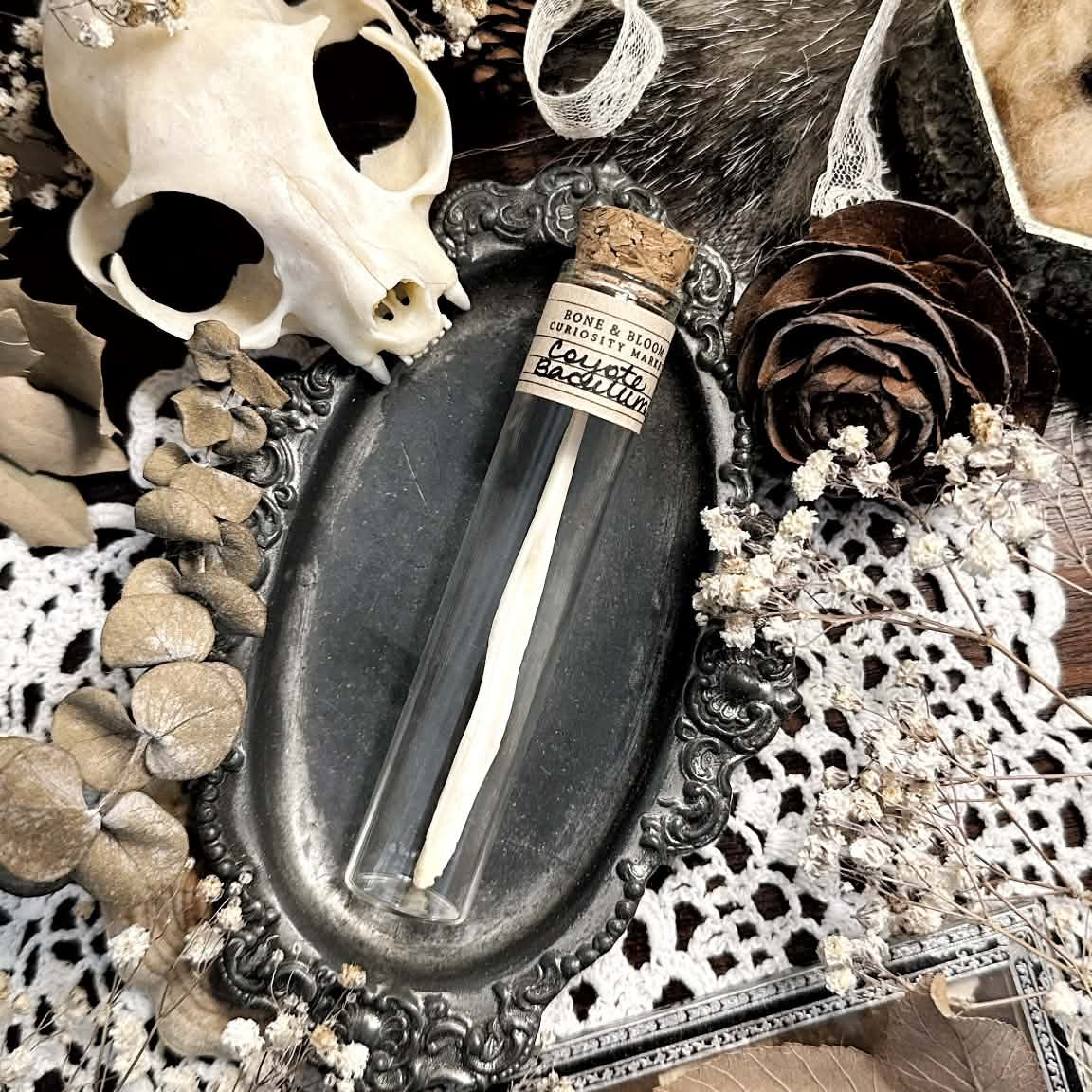 Real Coyote Baculum Bone in Glass Vial – No. 02 (Penis Bone)