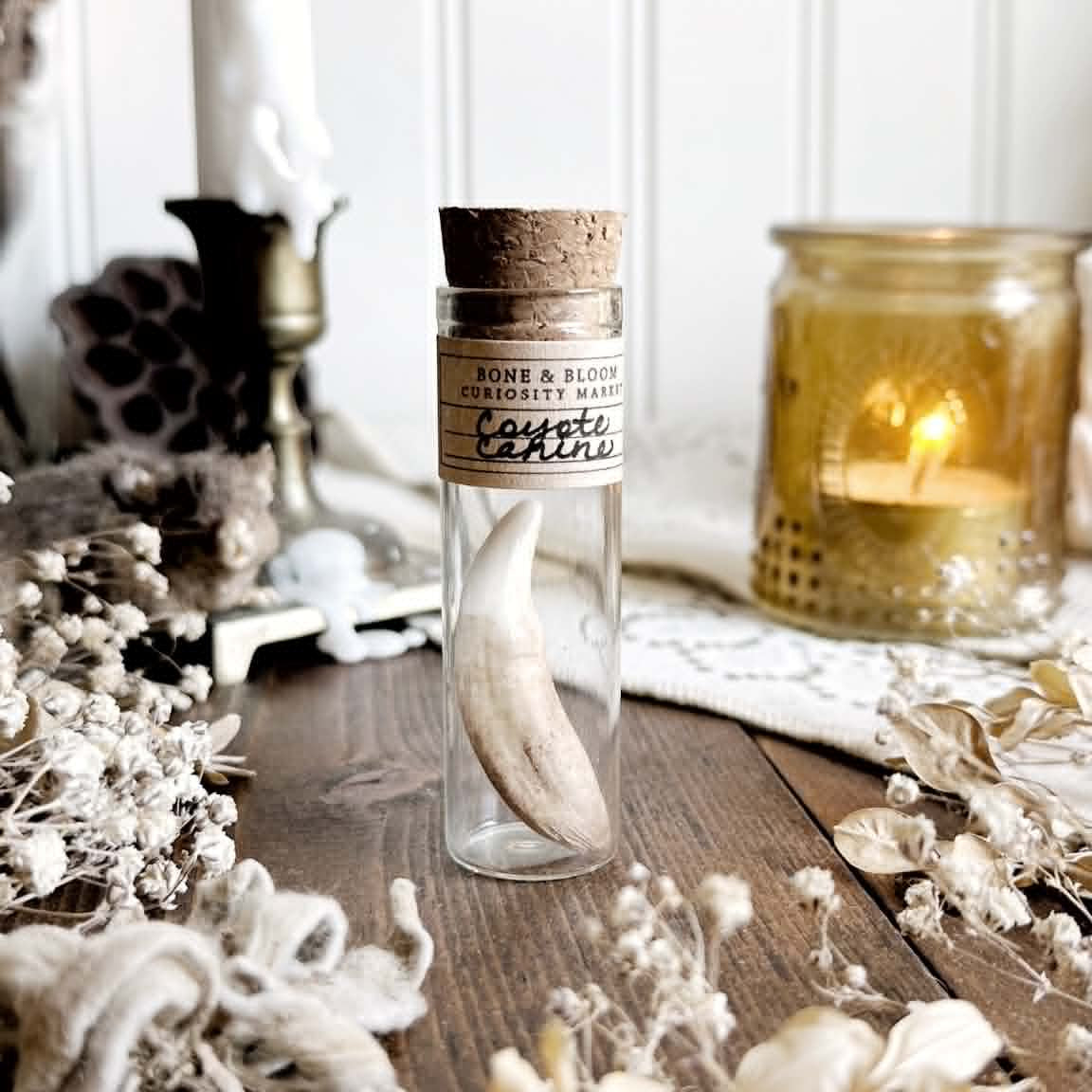 Real Rustic Coyote Canine Tooth in Glass Vial