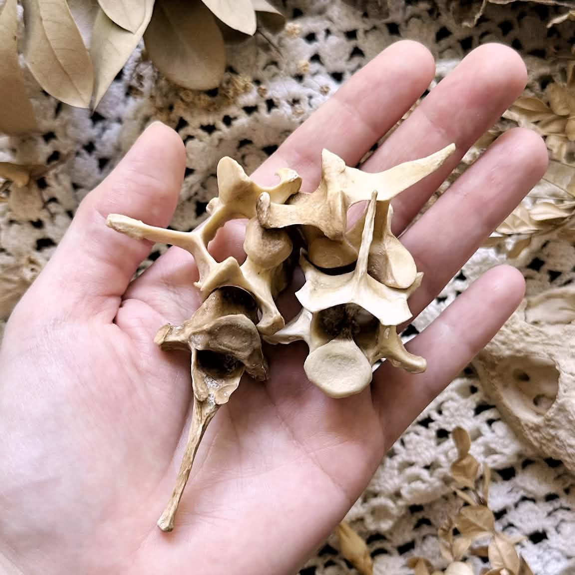 One Real Rustic Coyote Vertebrae Bone