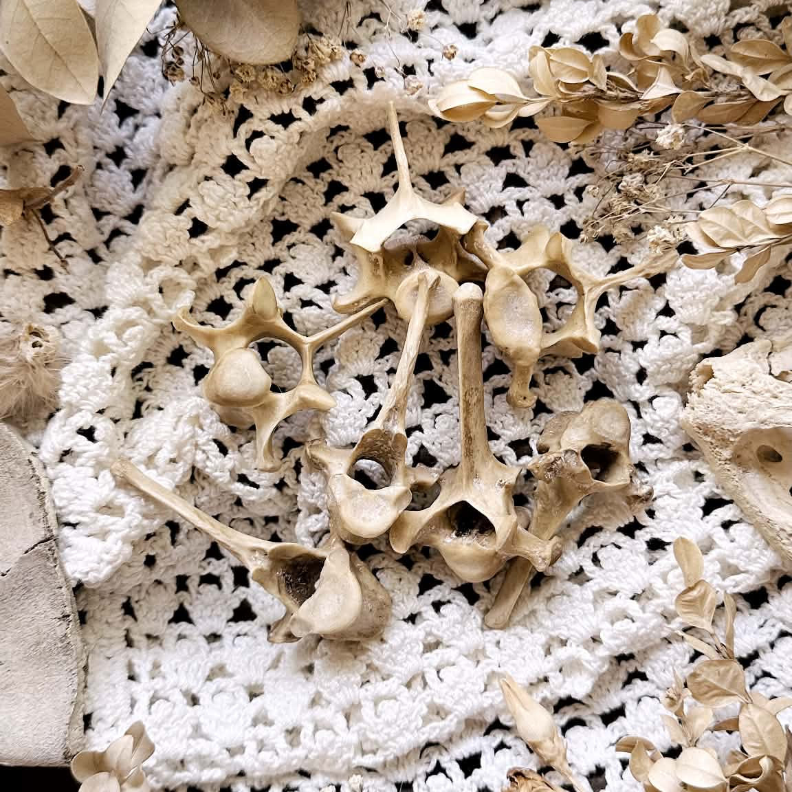 One Real Rustic Coyote Vertebrae Bone