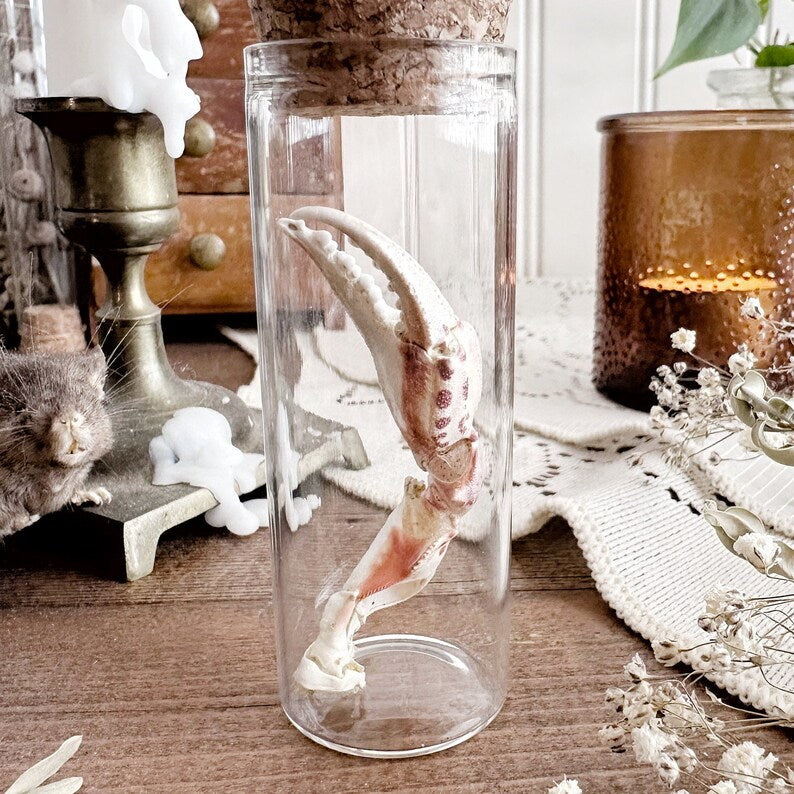 Real Crab Claw in Glass Vial – No. 01