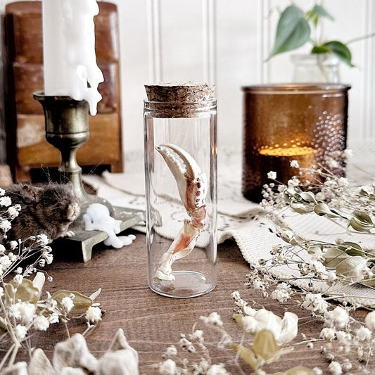 Real Crab Claw in Glass Vial – No. 01