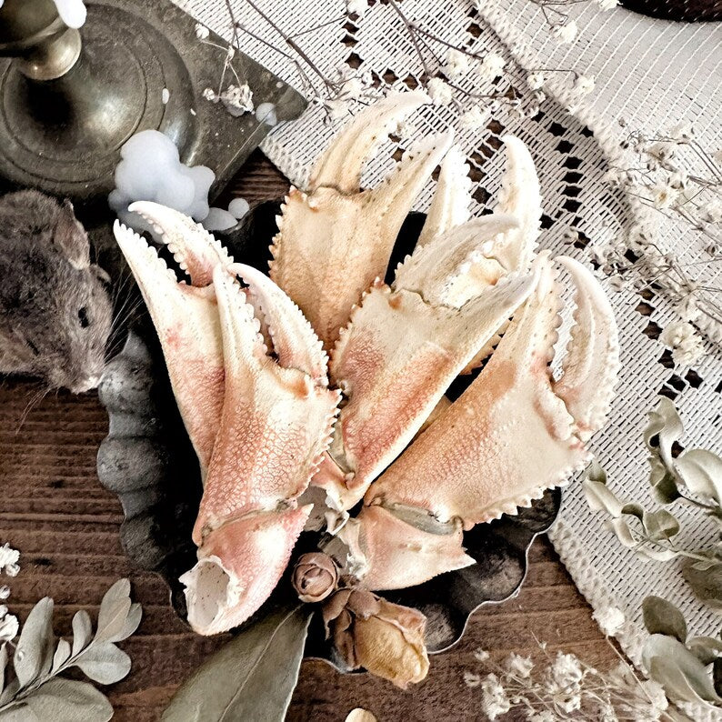 One Real Dungeness Crab Claw