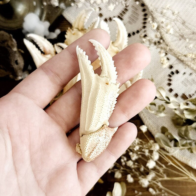One Real Dungeness Crab Claw