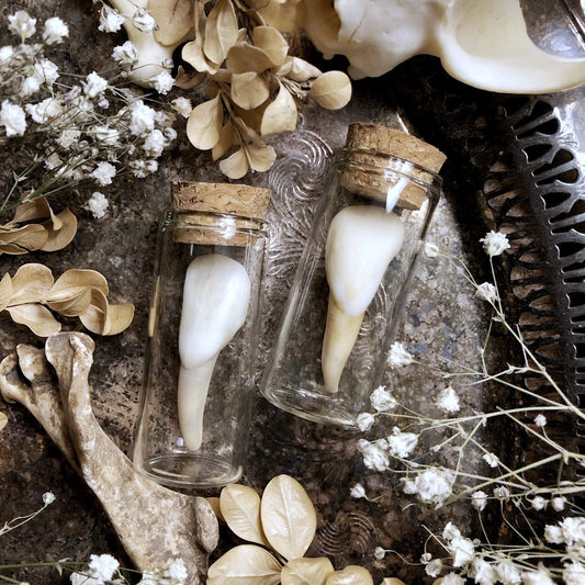 One Real Buffalo Tooth in Glass Vial – No. 03