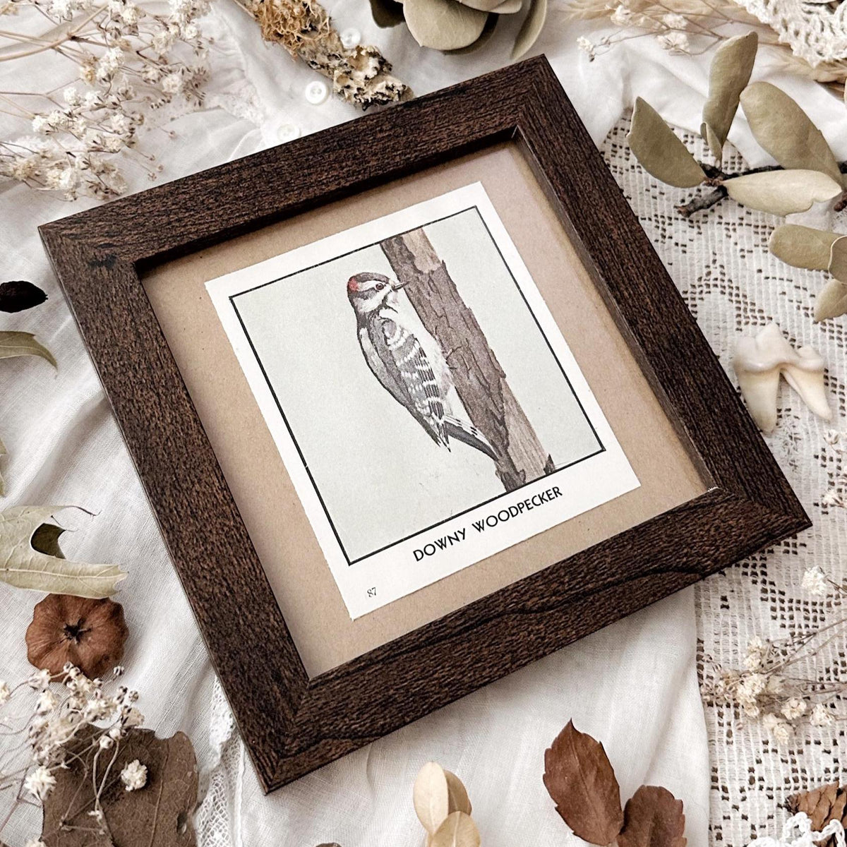 1931 The Downy Woodpecker – 4x4 Framed Vintage 1930's Bird Print