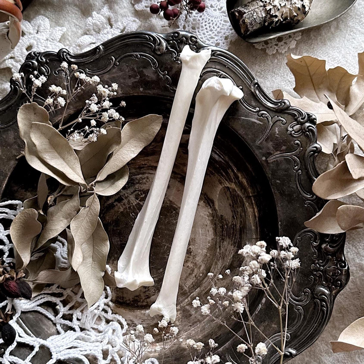 One Real Bobcat Tibia Bone – No. 01