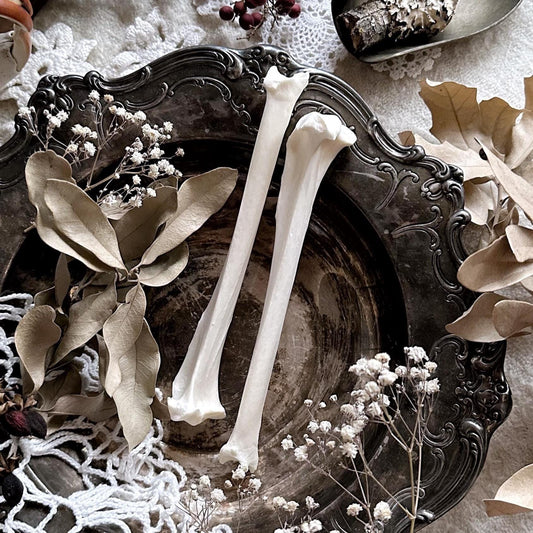 One Real Bobcat Tibia Bone – No. 01