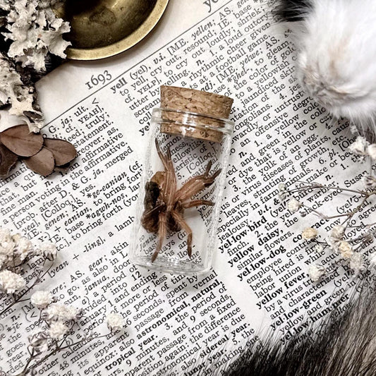 Petite Tarantula Molt in Glass Vial – No. 29