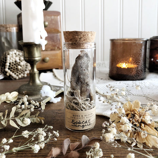 Real Mummified Bobcat Tongue in Glass Vial – No. 02