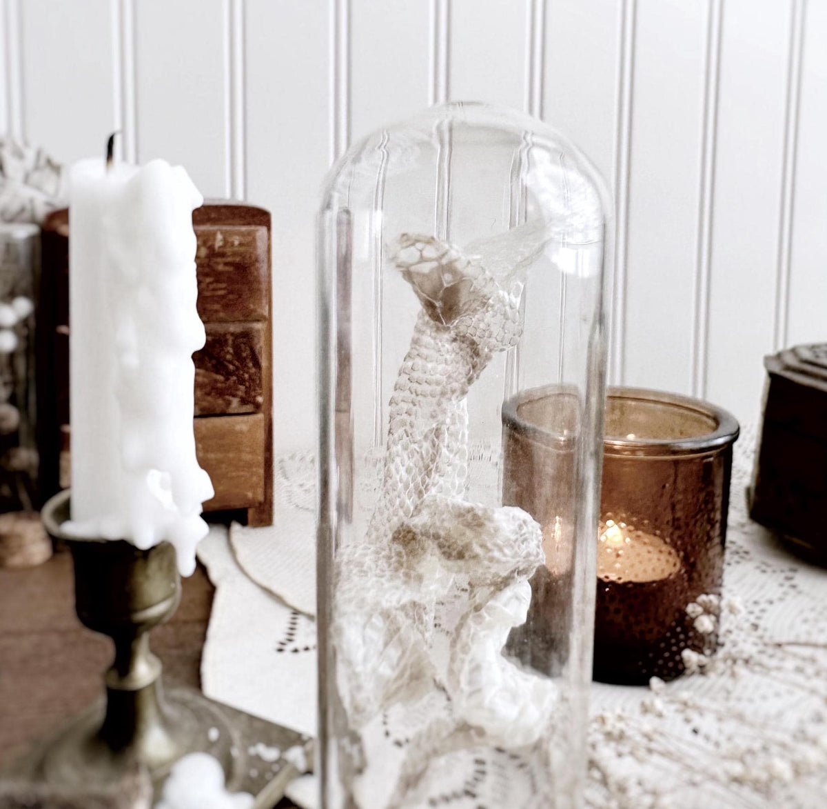 Real Full Baby Snake Skin Shed in Glass Dome – No. 02