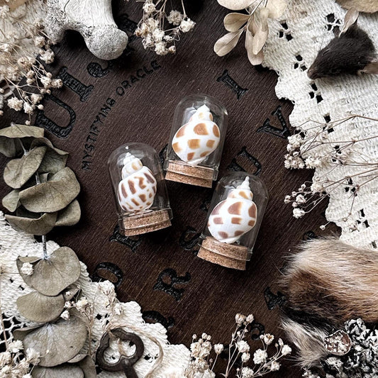 One Petite Babylonia Shell in Mini Glass Dome – No. 04