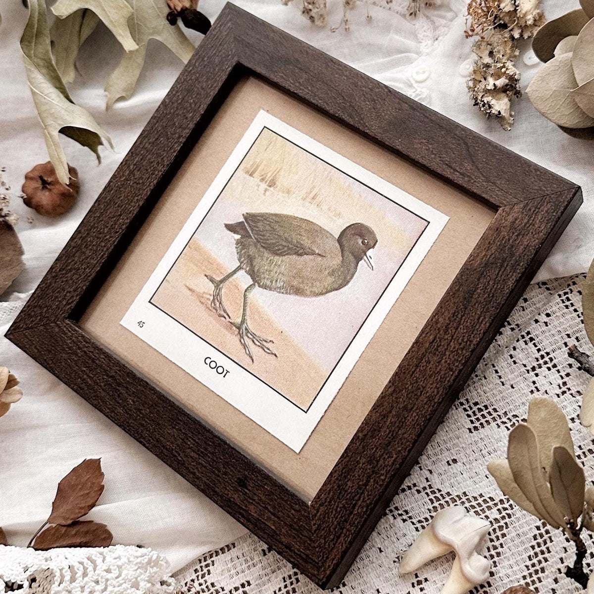 1931 The Coot – 4x4 Framed Vintage 1930's Bird Print