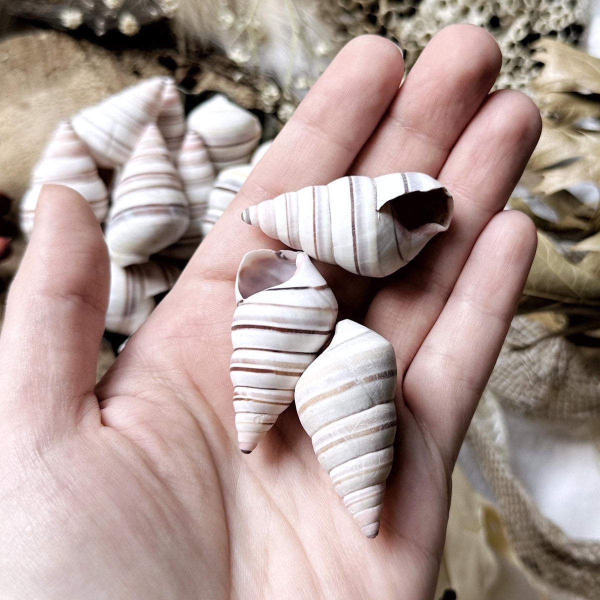 Collection of 3 Medium Candy Cane Snail Shells