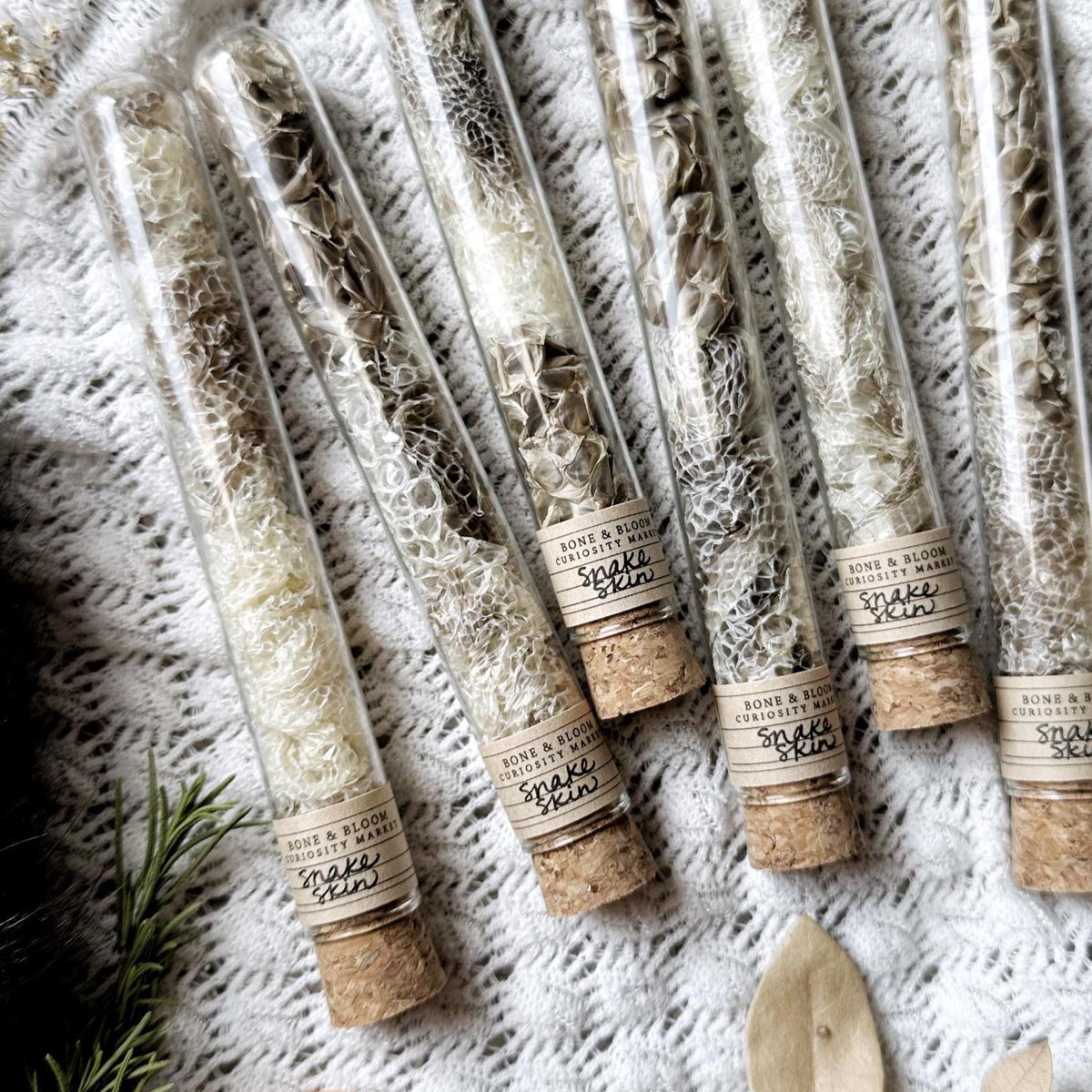 Real Snake Skin in Domed Glass Vial