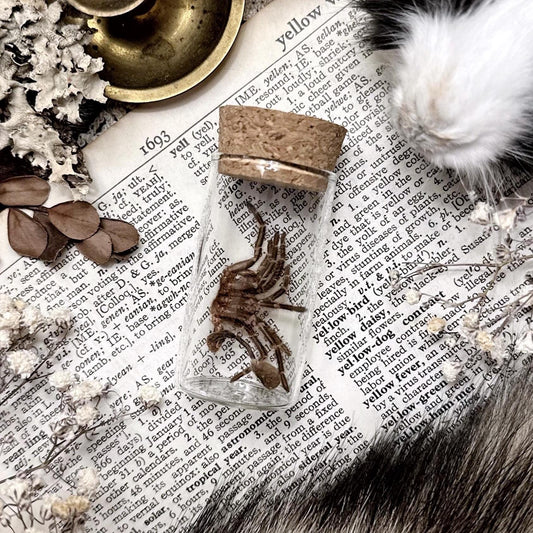 Tarantula Molt in Glass Vial – No. 14