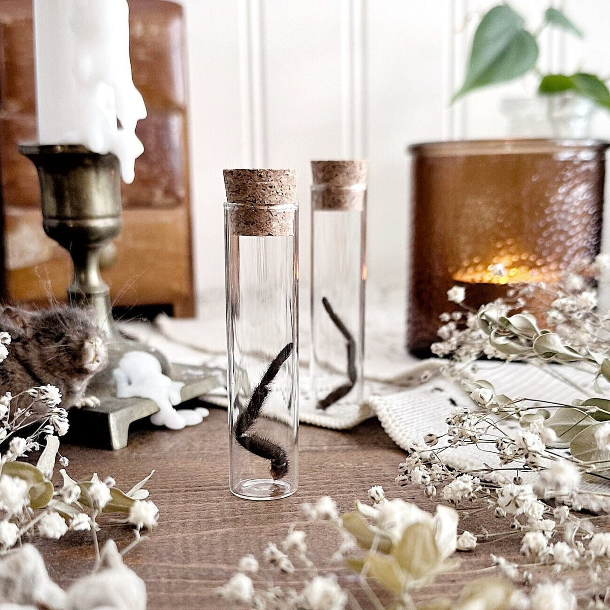 Brazilian Black Tarantula Leg in Glass Vial – No. 02