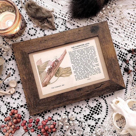 1937 Carpenter Ants – 4x6 Framed Vintage 1930's Book Page