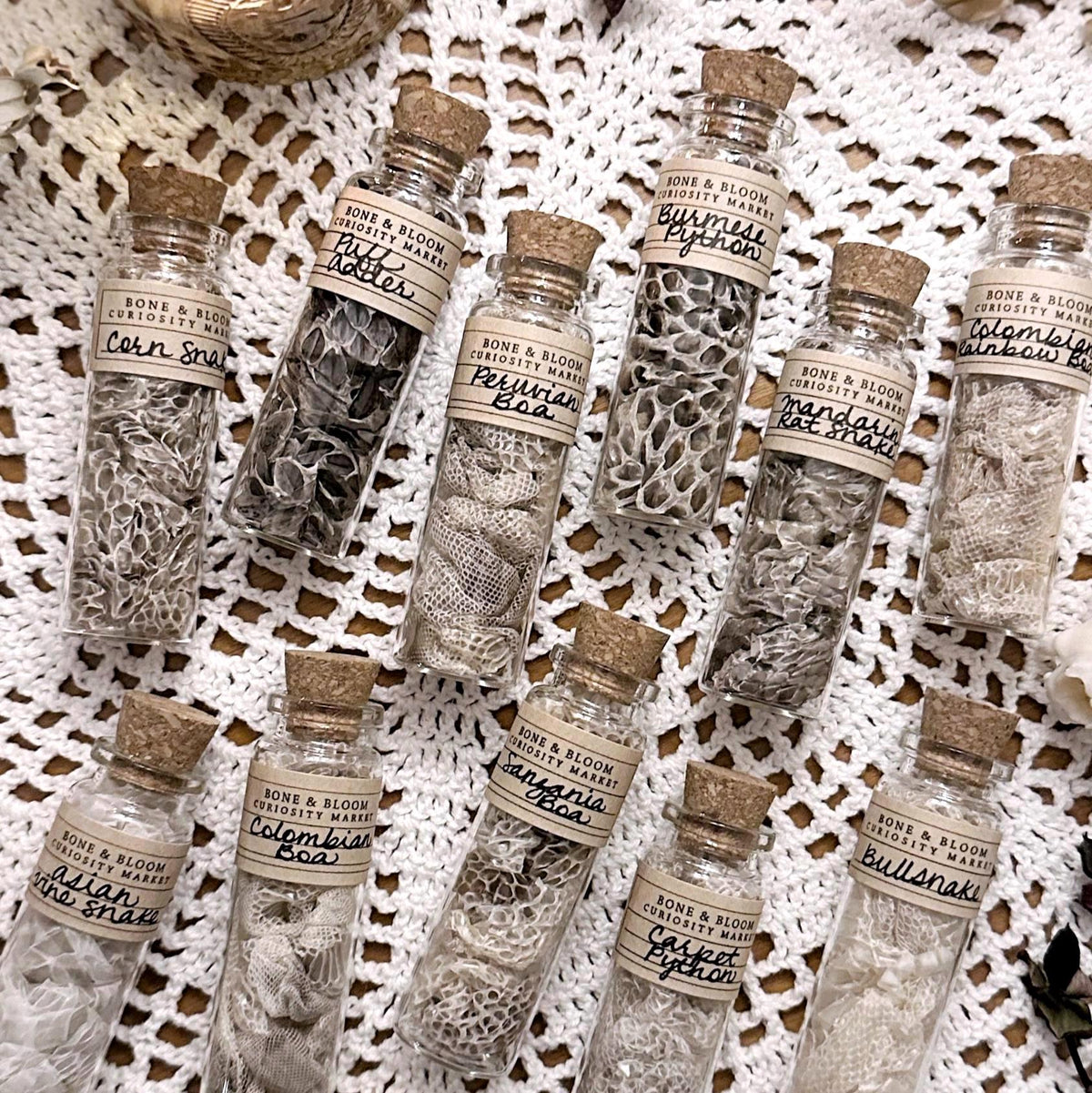 Collection of 4 Real Mystery Snake Skins in Glass Vials