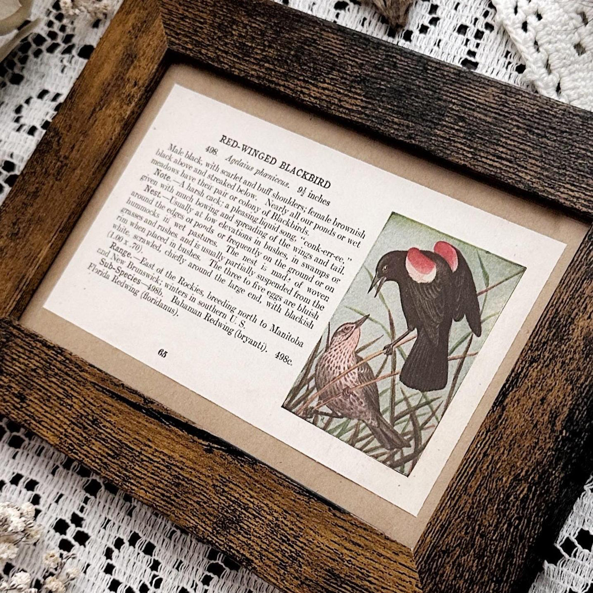 1923 The Red-Winged Blackbird – 4x6 Framed Vintage 1920's Bird Book Page