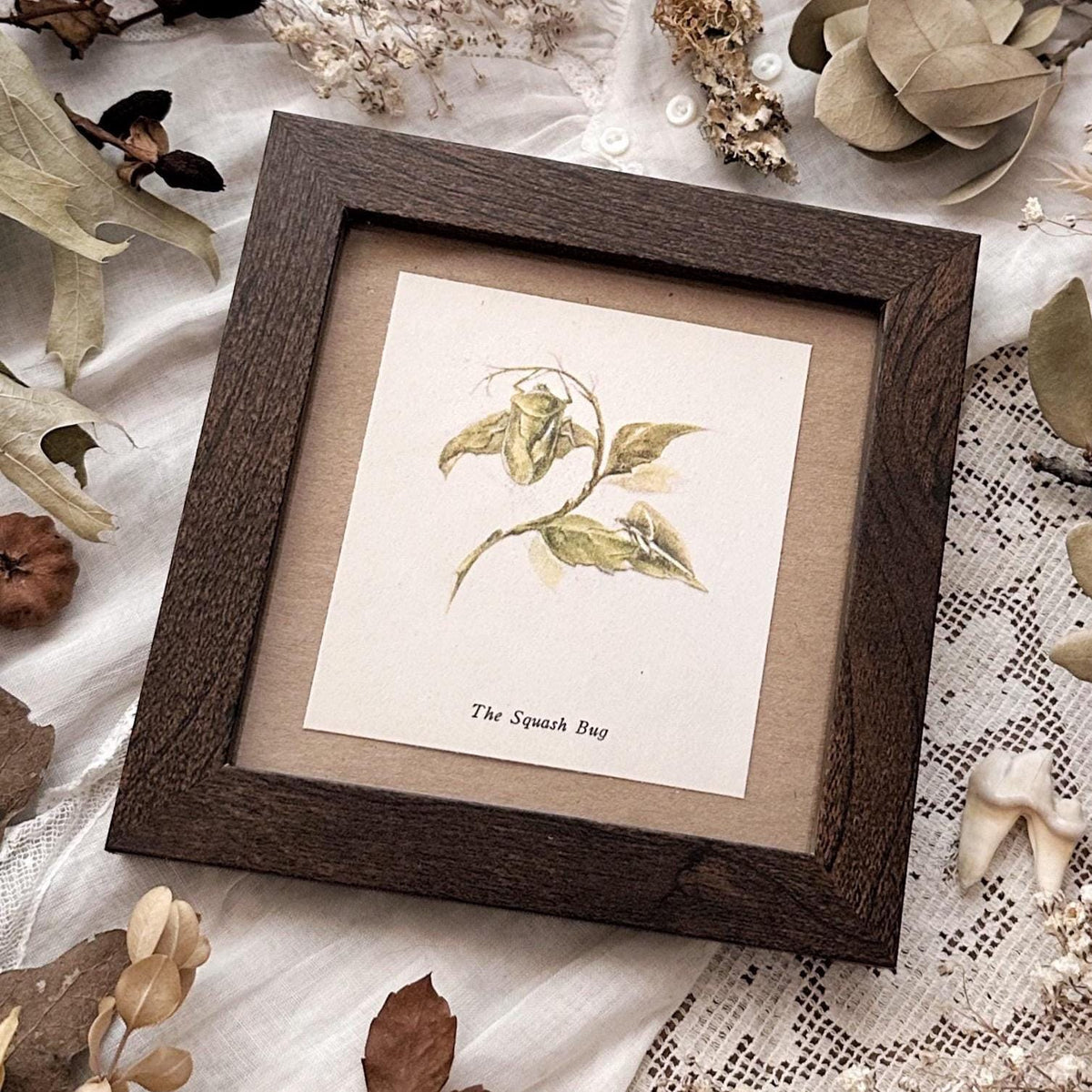 1937 The Squash Bug – 4x4 Framed Vintage 1930's Print