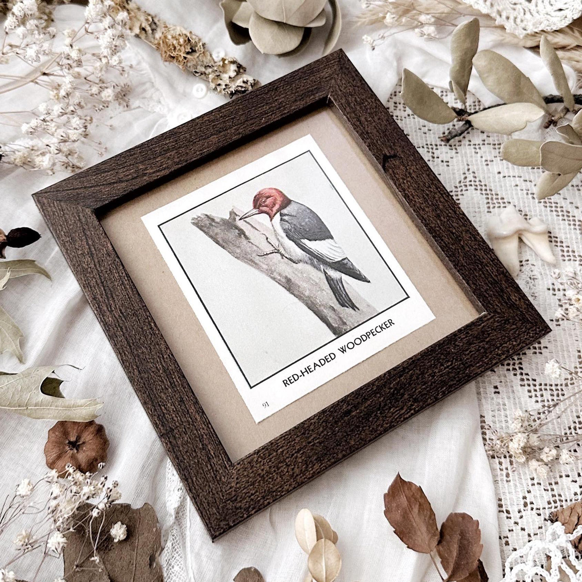1931 The Red-Headed Woodpecker – 4x4 Framed Vintage 1930's Bird Print