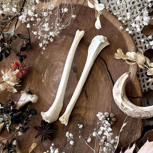 One Real Rustic Opossum Tibia Bone – No. 01