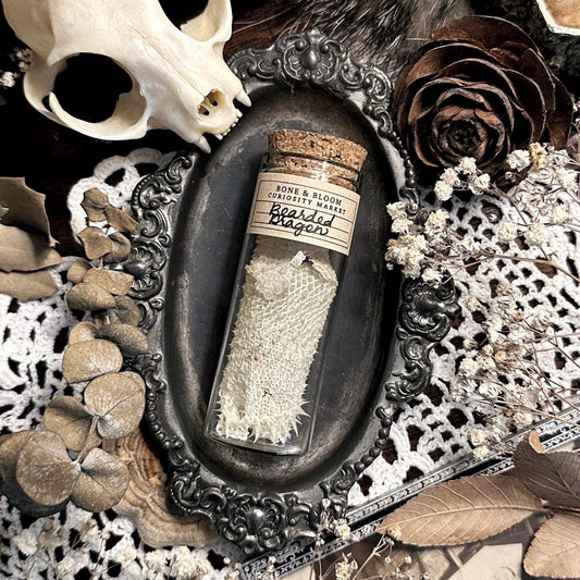 Real Bearded Dragon Skin in Glass Vial – No. 02
