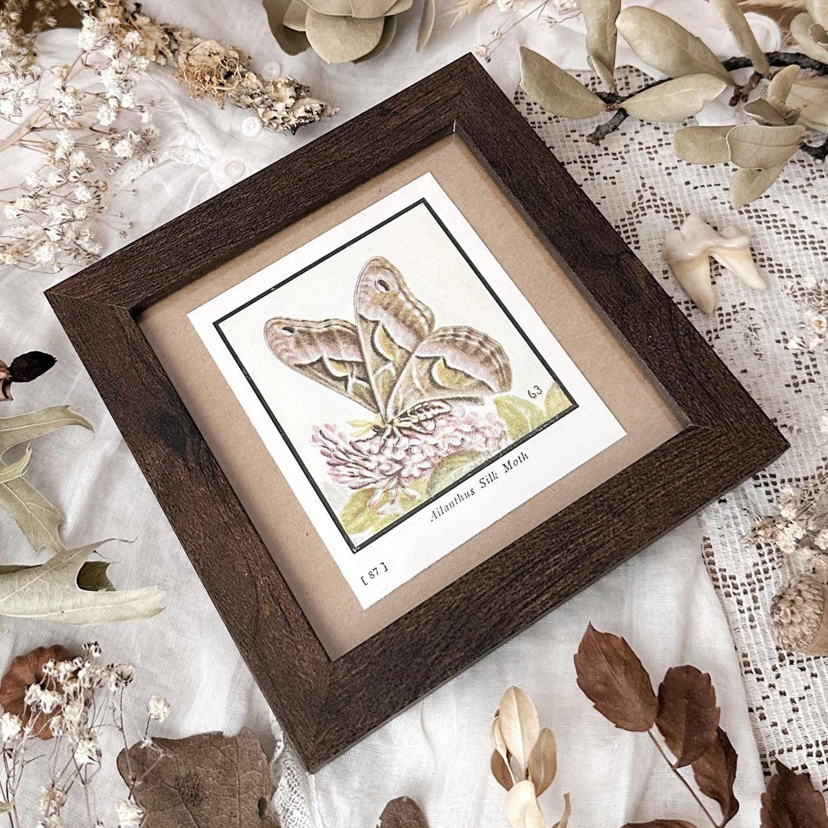 1934 Silk Moth – 4x4 Framed Vintage 1930's Print
