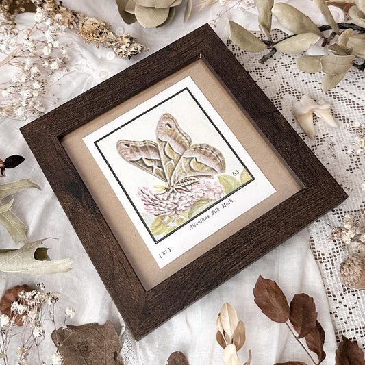 1934 Silk Moth – 4x4 Framed Vintage 1930's Print