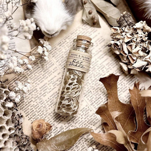 Real Rat Snake Skin in Glass Vial