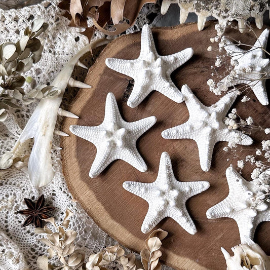 One Real Medium Dried Starfish – No. 02