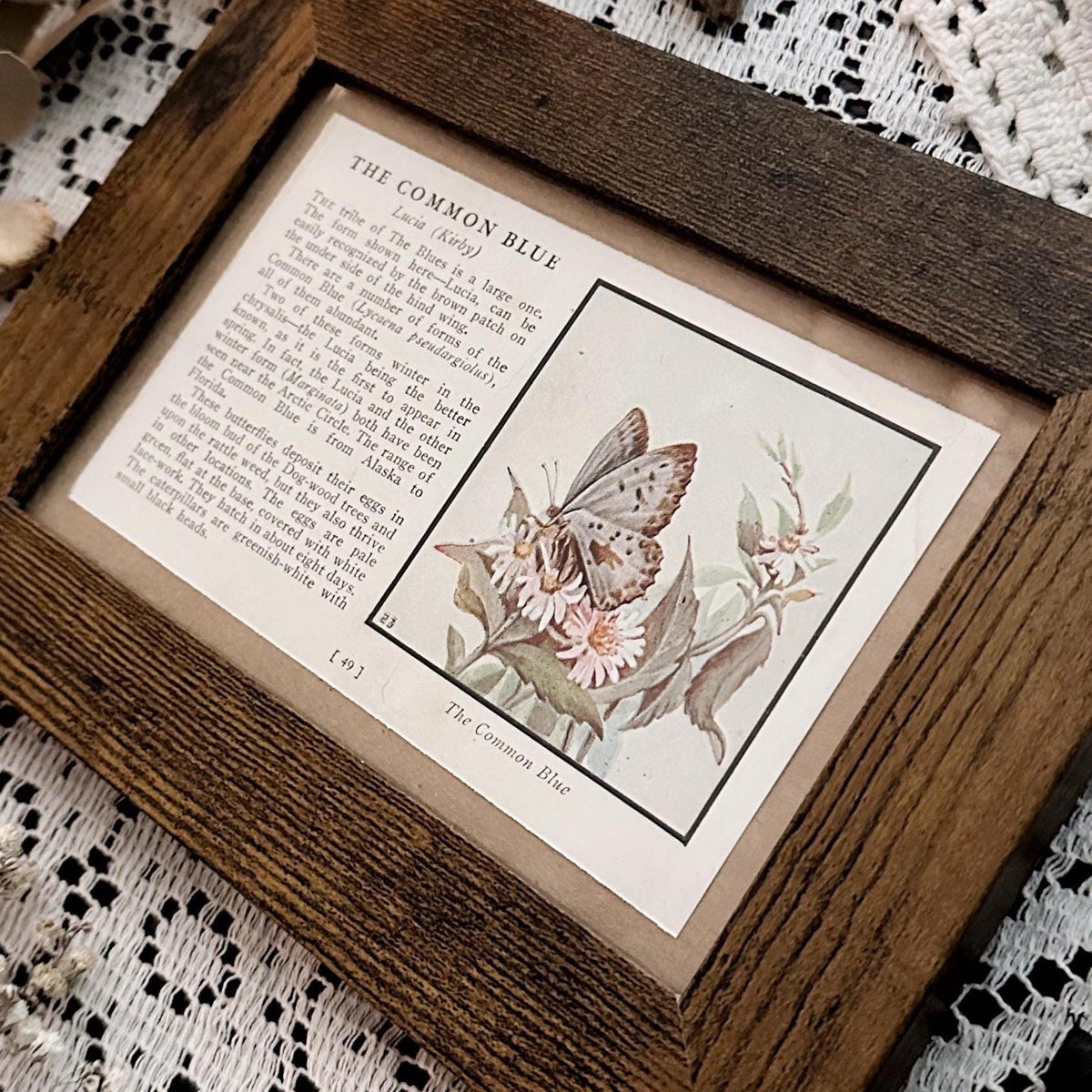 1934 The Common Blue Butterfly – 4x6 Framed Vintage 1930's Book Page