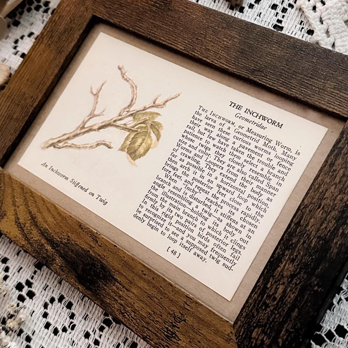 1937 The Inchworm – 4x6 Framed Vintage 1930's Book Page