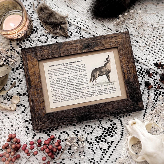 1938 The Plains Coyote – 4x6 Framed Vintage 1930's Book Page