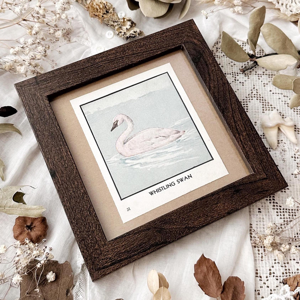 1931 The Whistling Swan – 4x4 Framed Vintage 1930's Bird Print